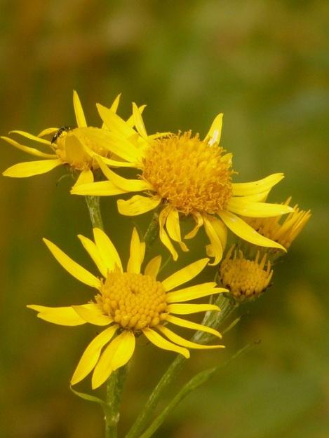 Packet - ARNICA MONTANA, organic seed