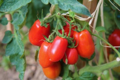 MABES WAREHOUSE Roma VF Tomato 80 Seeds Solanum Lycopersicum Vegetable Seeds for Planting Home Garden Roma Tomato Vegetable Plant Seeds Organic Tomato Seeds for Planting 