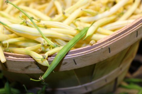 Packet - FRENCH BEAN DIOR, organic seed