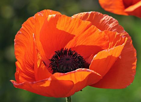 Packet - FIELD POPPY, organic seed