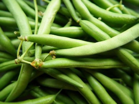Packet - Dwarf French Bean DOMINO, organic seed