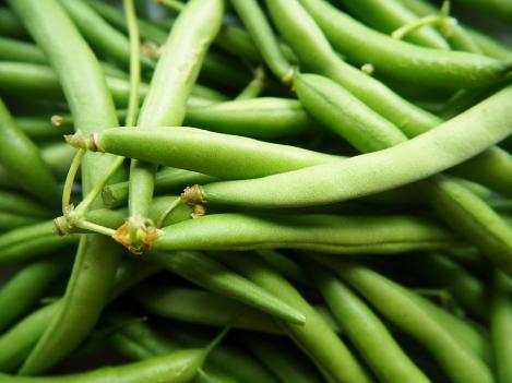 Packet - Dwarf French Bean DOMINO, organic seeds