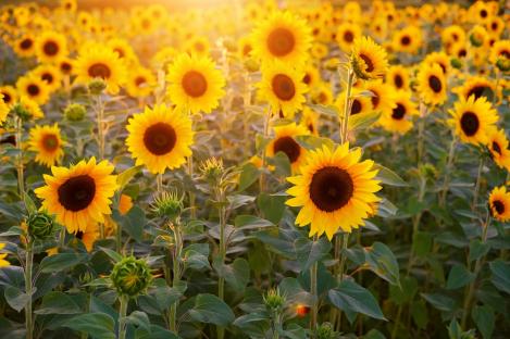 Packet - Big Sunflower, organic seeds