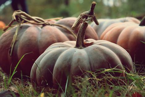 Packet - PUMPKIN - MUSCAT DE PROVENCE, organic seeds