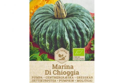 Packet - PUMPKIN MARINA DI CHIOGGIA, organic seed, heirloom