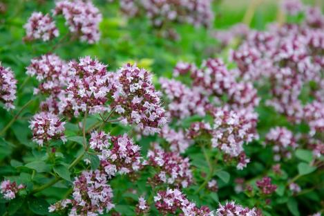 Packet - OREGANO , organic seed