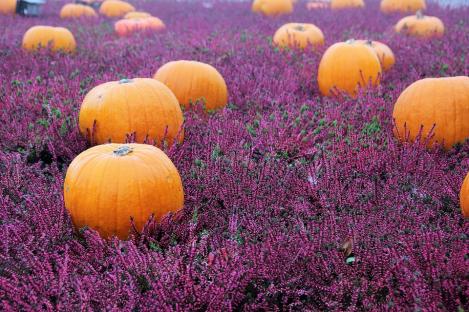 Packet - PUMPKIN QUINTALE SEME GIALLO, organic seed