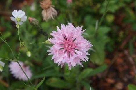 Packet - CORNFLOWER - ROSE SHADE, regular seed - not treated and not gmo