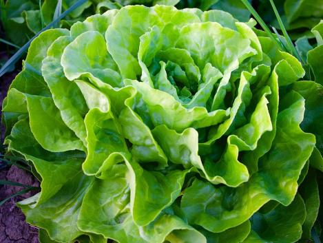 Packet - LETTUCE - MAY QUEEN, organic seed, heirloom