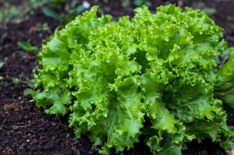 Packet - LETTUCE - BLACK SEEDED SIMPSON, organic seed, heirloom