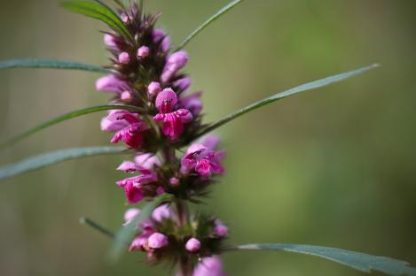 Packet - Motherwort , organic seeds