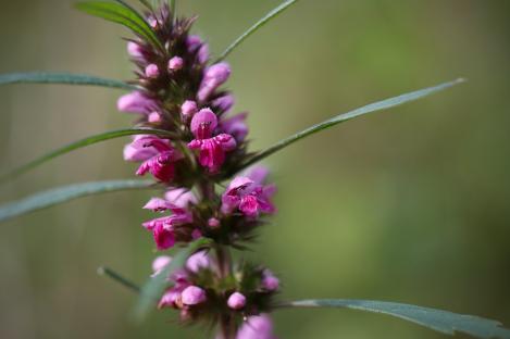 Packet - Motherwort , organic seed