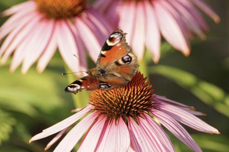 Packet - Purple coneflower, organic seed