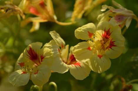 Packet - NASTURTIUM, PEACH MELBA, regular seeds - not treated and non-gmo