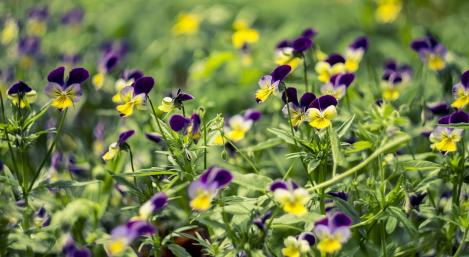 Packet - Viola tricolor (Johnny Jump up) - organic seeds
