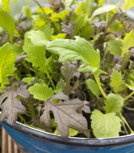 Packet - Salad Mix Multipack, regular seeds - not treated and non-gmo