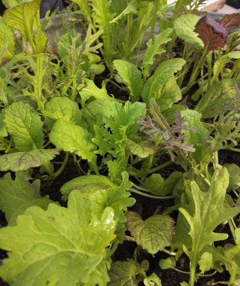 Packet - Salad Leaf Mix Tasty Mustard Mix, regular seeds - not treated and non-gmo