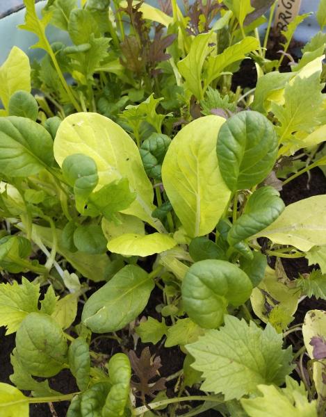 Packet - Salad Leaf Mix Bright And Spicy Mix, regular seed - not treated and not gmo