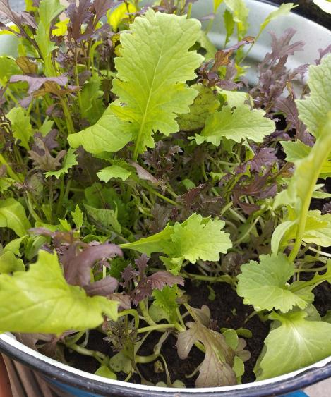 Packet - Salad Leaf Mix Frilly Leaf Blend, regular seed - not treated and not gmo