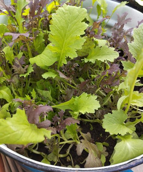 Packet - Salad Leaf Mix Frilly Leaf Blend, regular seeds - not treated and non-gmo