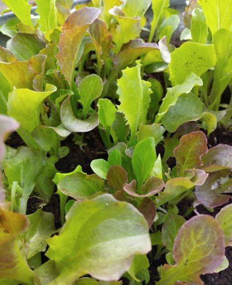 Packet - LETTUCE - MESCLUN MIX, regular seed - not treated and not gmo