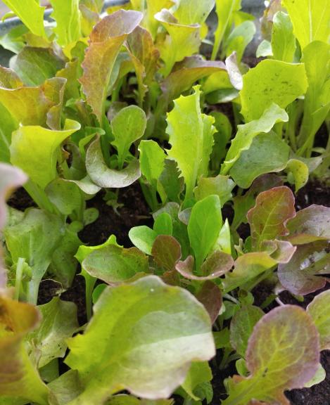 Packet - LETTUCE - MESCLUN MIX, regular seeds - not treated and non-gmo