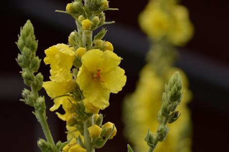 Packet - Mullein, organic seed