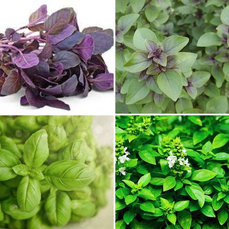 Packet - BASIL MIX, regular seed - not treated and not gmo