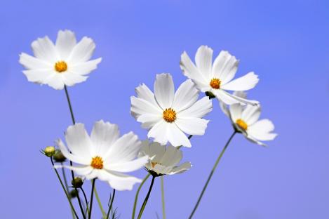 Packet - COSMOS - SENSATION WHITE - seeds