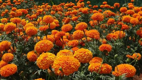 Packet - FRENCH MARIGOLD - CLINTON, regular seed - not treated and not gmo