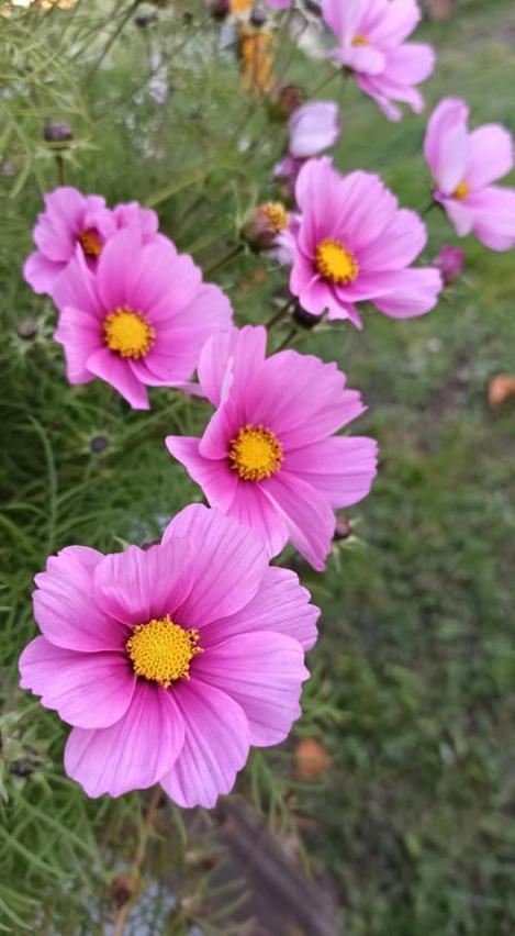 Packet - COSMOS - SENSATION CARMINE, regular seed - not treated and not gmo