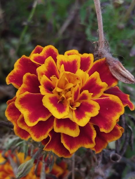 Packet - FRENCH MARIGOLD- RED BROCATE, regular seed - not treated and not gmo