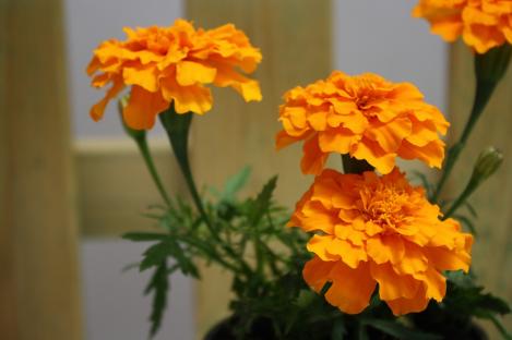 Packet - MARIGOLD, FRENCH VALENCIA ORANGE, regular seed - not treated and not gmo