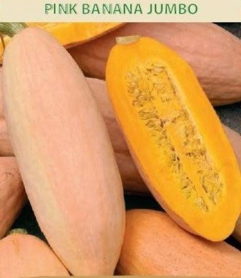 Packet - SQUASH- PINK BANANA JUMBO, regular seed - not treated and not gmo