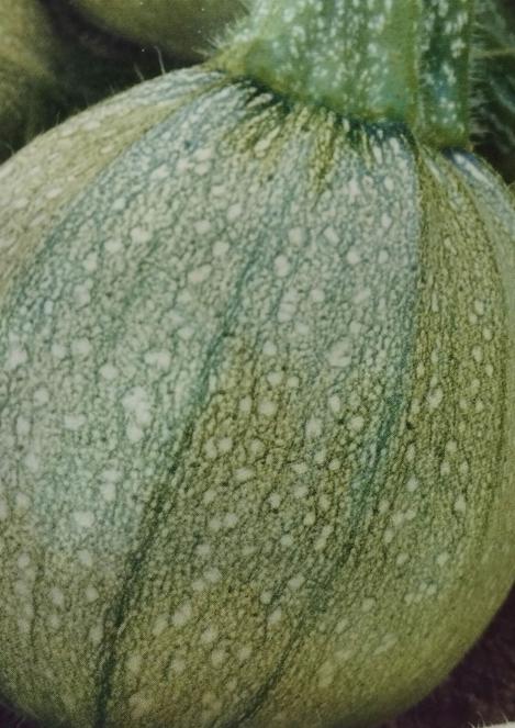 Packet - COURGETTE - DE NICE À FRUIT ROND, regular seed - not treated and not gmo, heirloom