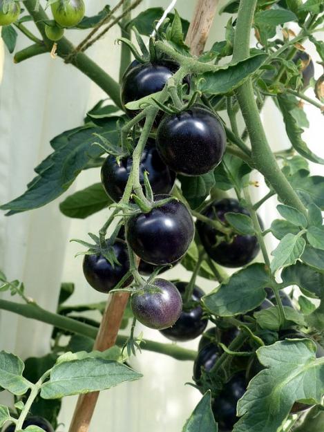 Packet - Tomato BLACKBALL, regular seed - not treated and not gmo, heirloom