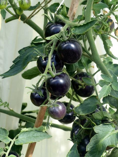 Packet - Tomato BLACKBALL, regular seeds - not treated and non-gmo, heirloom