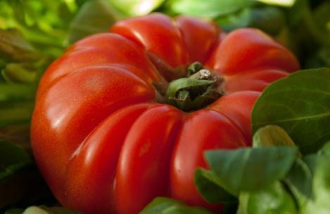 Packet - Tomato COSTOLUTO FIORENTINO, regular seed - not treated and not gmo