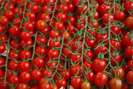 Packet - Tomato Gardener`s Delight, regular seed - not treated and not gmo, heirloom