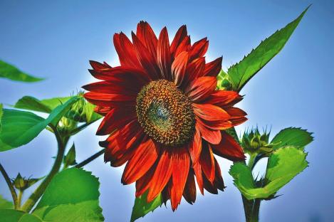 Packet - Sunflower CRIMSON QUEEN - seeds