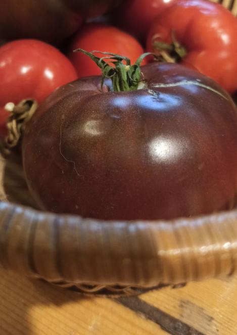 Packet - TOMATO - BRANDYWINE NOIR, regular seed - not treated and not gmo, heirloom