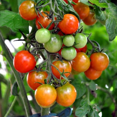 Packet - Tomato GARTENPERLE, regular seed - not treated and not gmo, heirloom