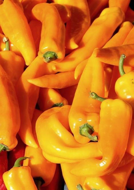 Packet - SWEET PEPPER - TIMIA, regular seed - not treated and not gmo