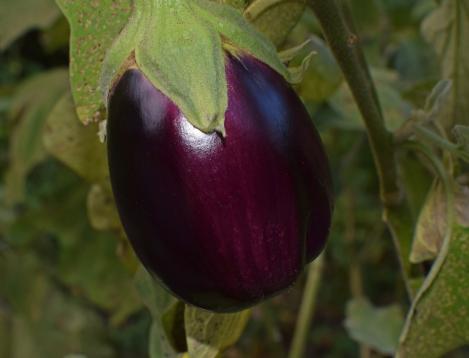 Packet - EGGPLANT - RONDE DE VALENCE, regular seeds - not treated and non-gmo