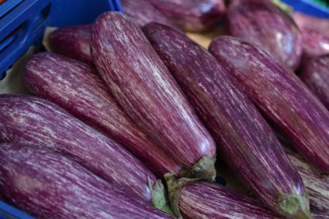 Packet - AUBERGINE -TSAKONIKI, regular seed - not treated and not gmo