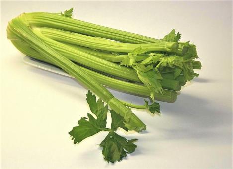 Packet - CELERY - MALACHIT, regular seed - not treated and not gmo