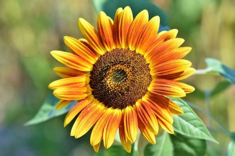 Packet - Sunflower LE TORRE, organic seeds