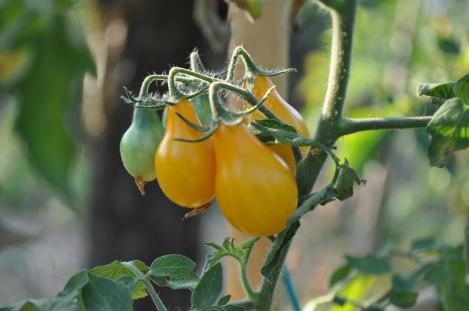 Packet - Tomato YELLOW SUBMARINE, organic seed, heirloom