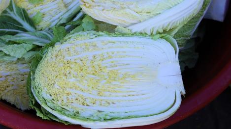 Packet - CHINESE CABBAGE - GRANAAT - seeds