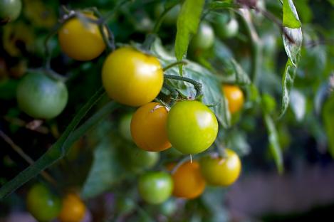 Packet - Tomato GOLDEN CURRANT, organic seed, heirloom